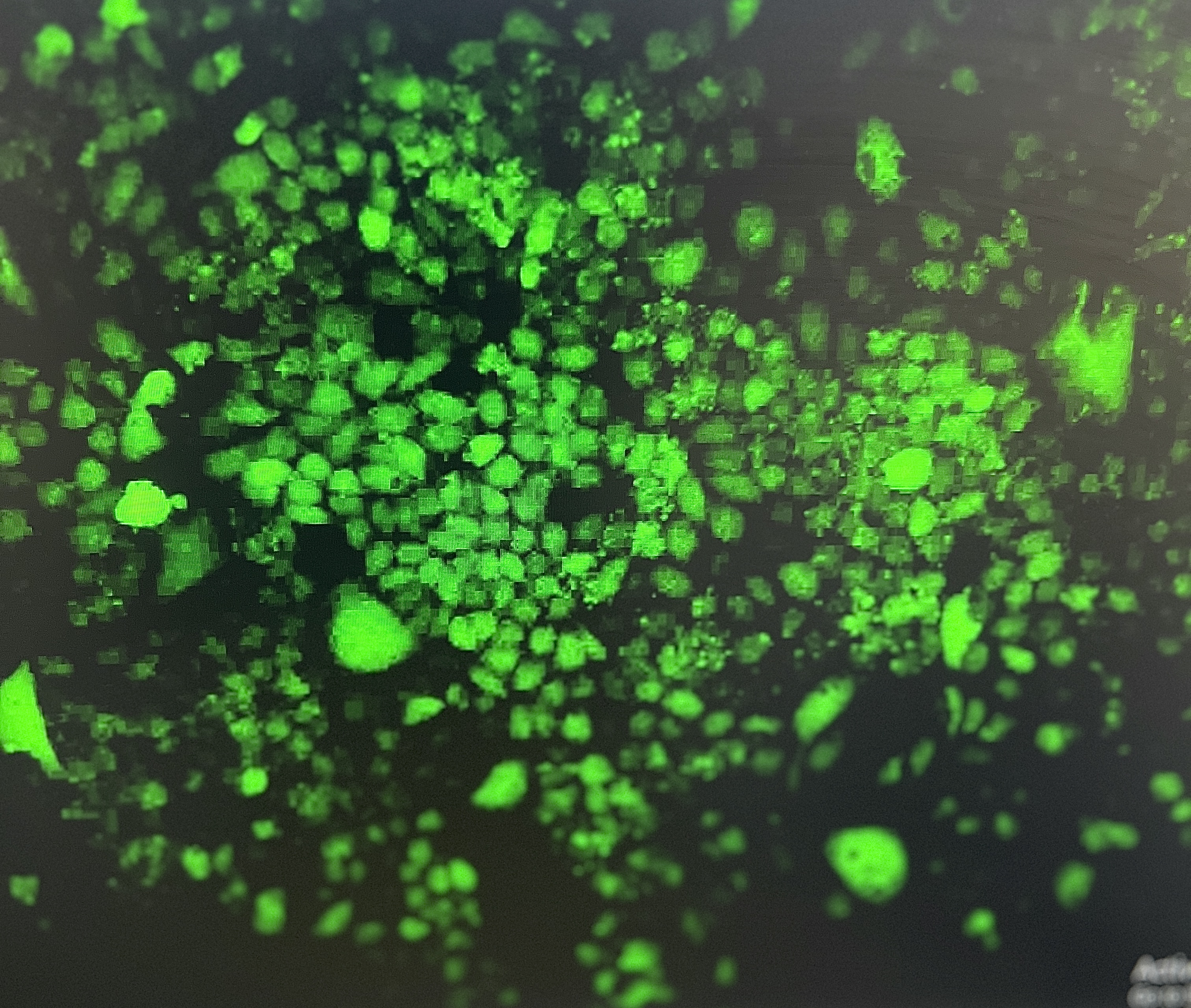 اهداف گروه زیست سلولی و مولکولی